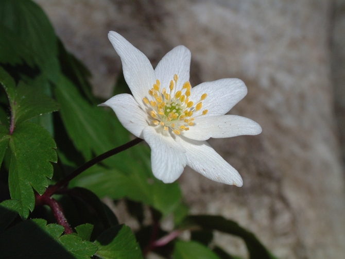 Anemonoides nemorosa / Anemone bianca